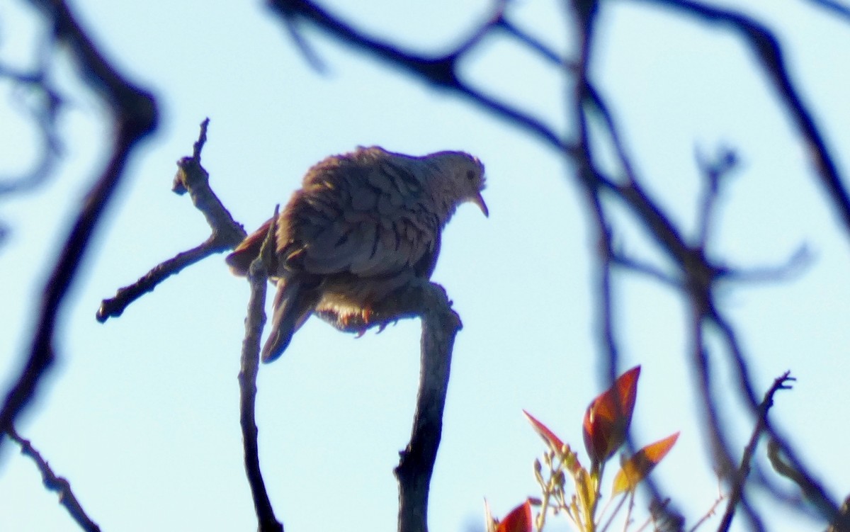 Common Ground Dove - ML160635631