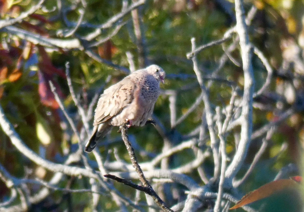 Common Ground Dove - ML160635721