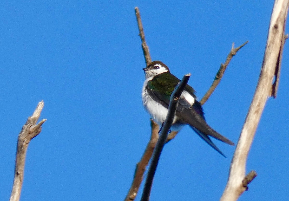 Hirondelle à face blanche - ML160635911