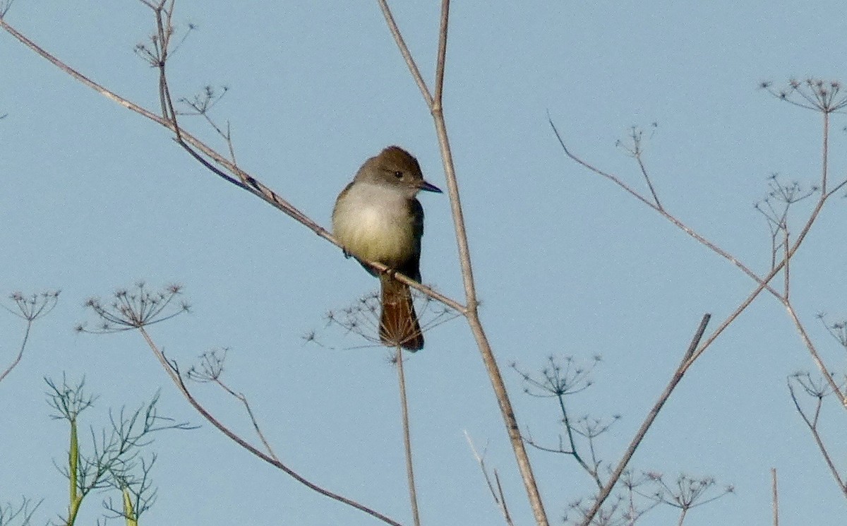 Ash-throated Flycatcher - ML160636181