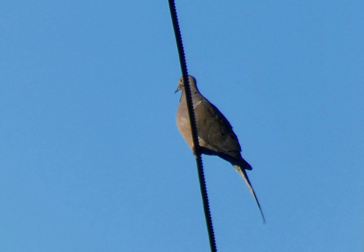 Mourning Dove - ML160636221