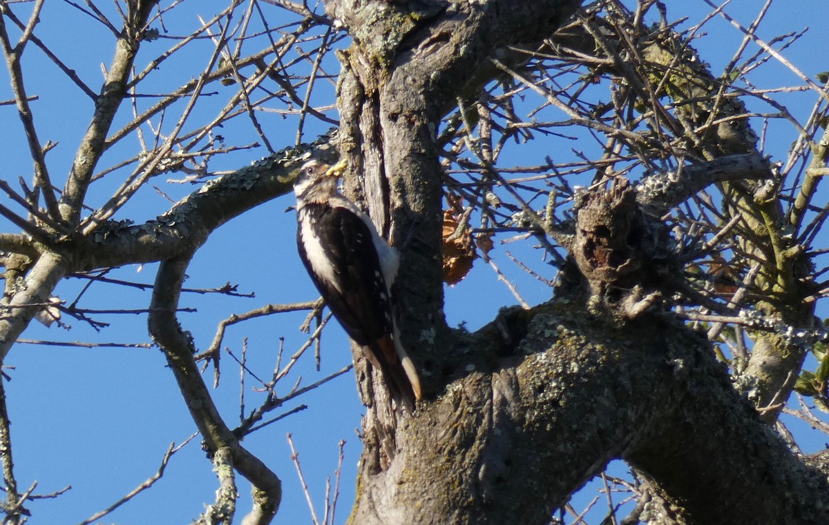 Hairy Woodpecker - ML160636321