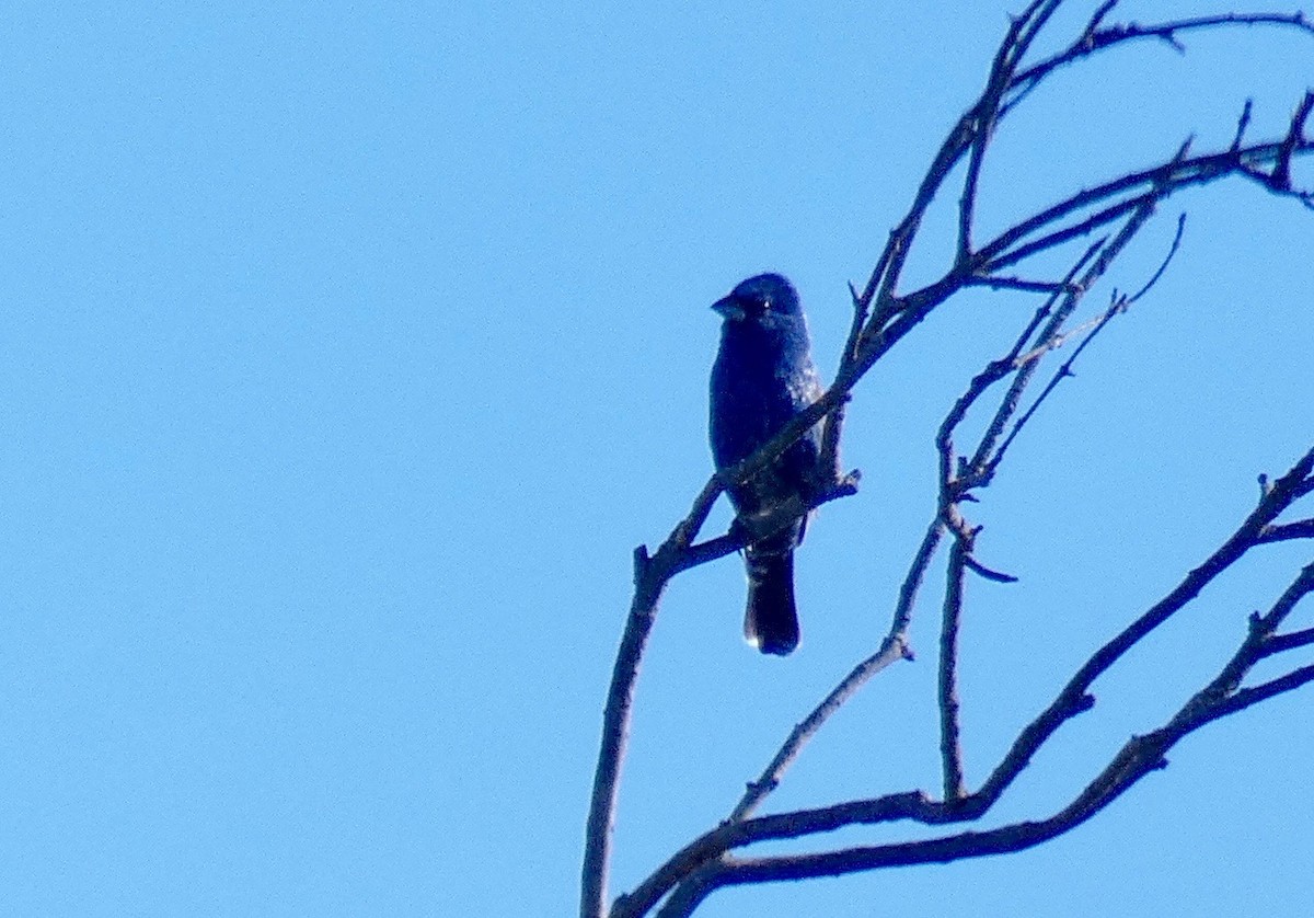 Guiraca bleu - ML160636621