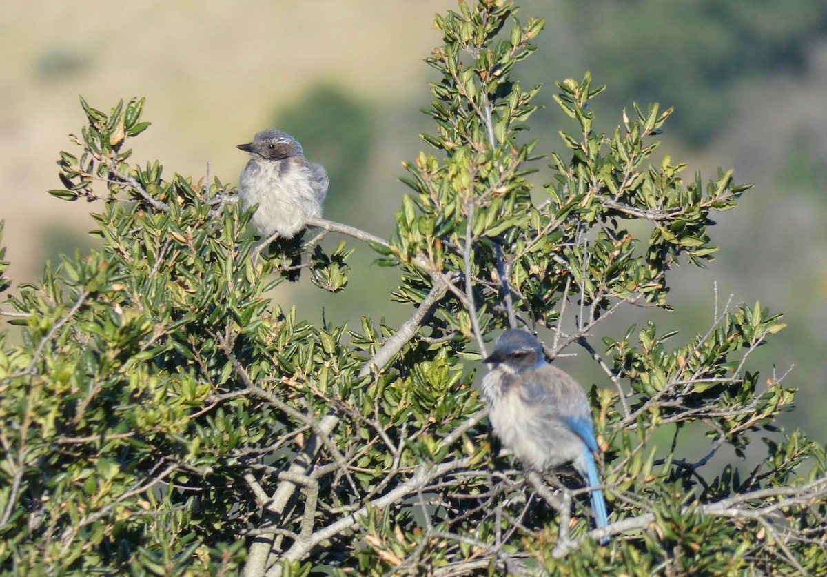 California Scrub-Jay - ML160636631