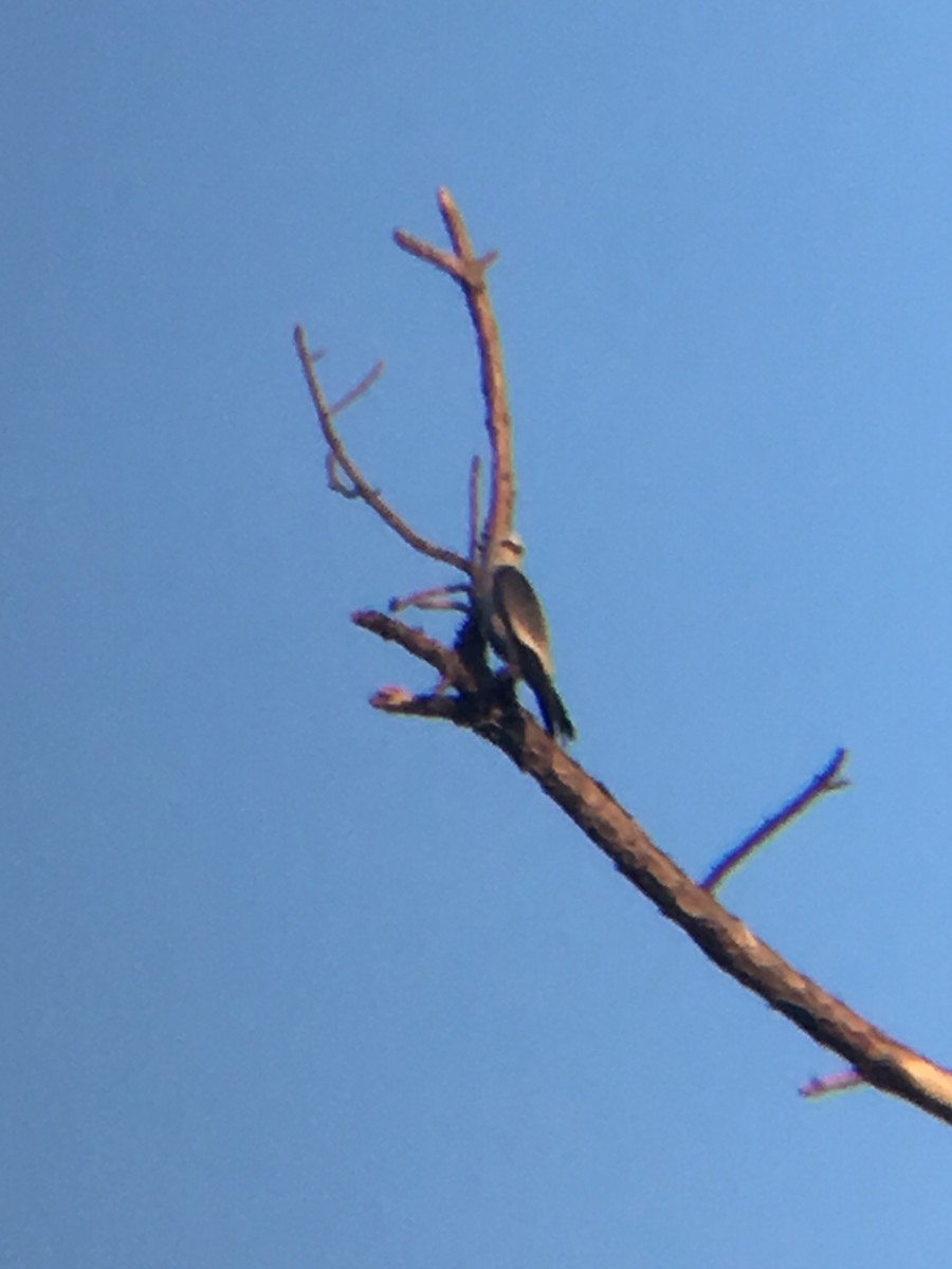 Mississippi Kite - Jeff Black