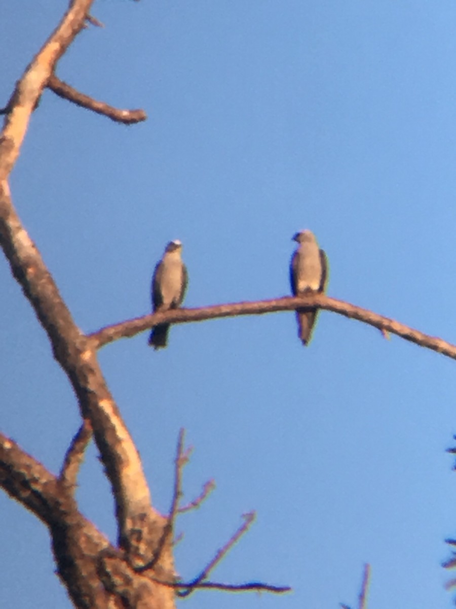 Mississippi Kite - ML160637151