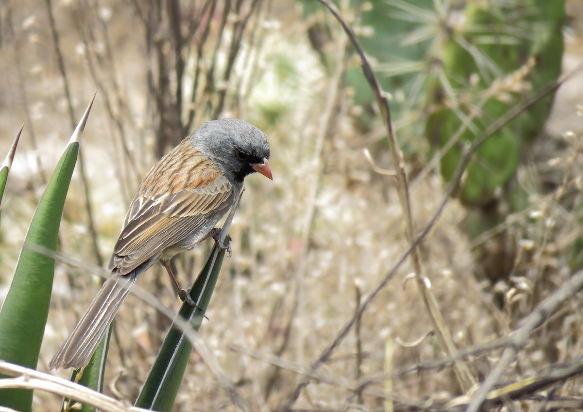 Black-chinned Sparrow - Alberto Lobato (El Chivizcoyo)