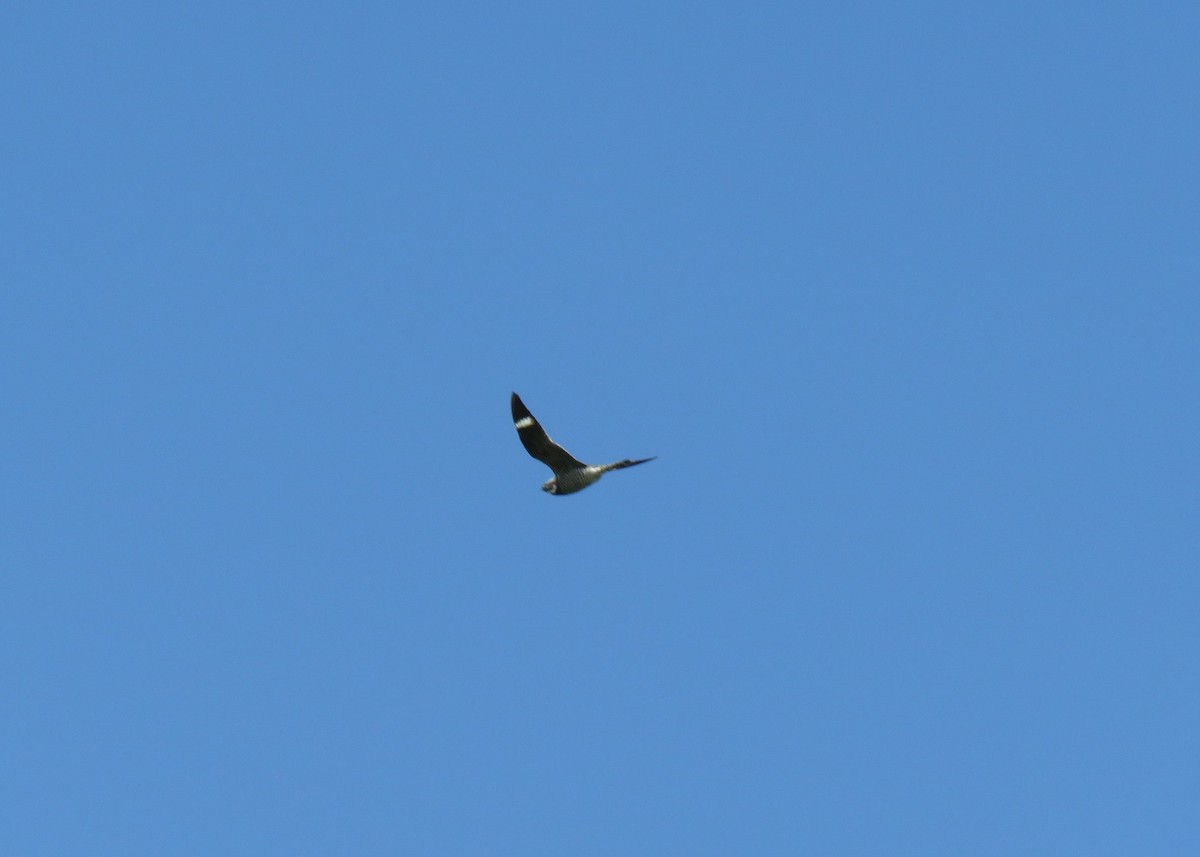 Common Nighthawk - ML160640301