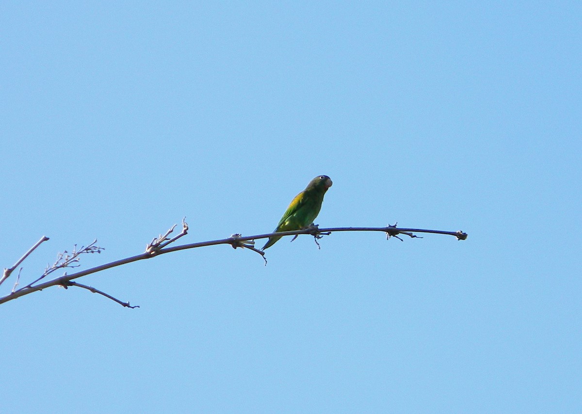 Orange-chinned Parakeet - ML160641141