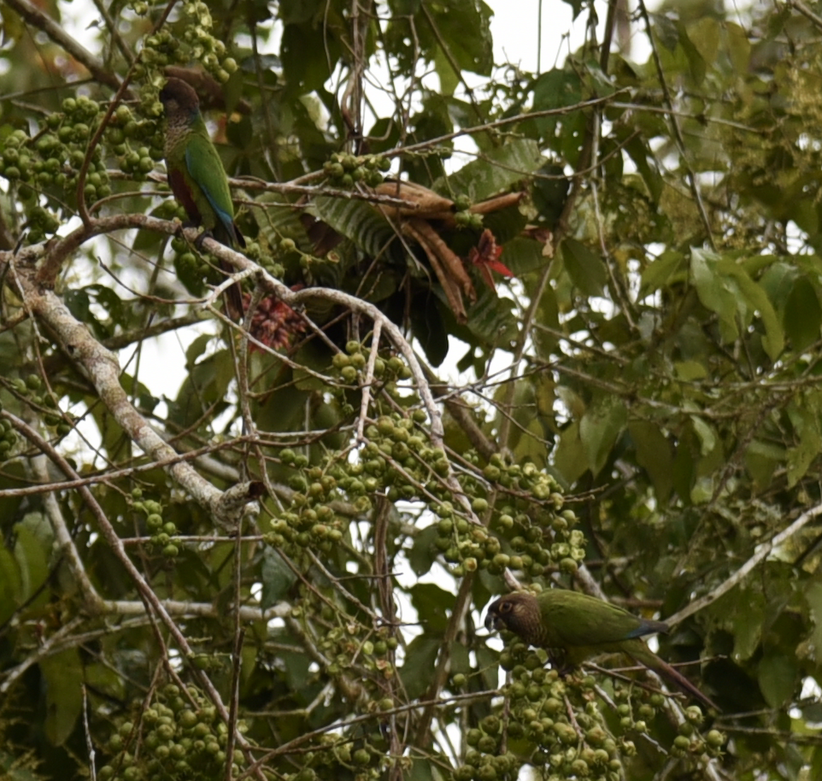 Bonaparte's Parakeet - Daniel Hoops