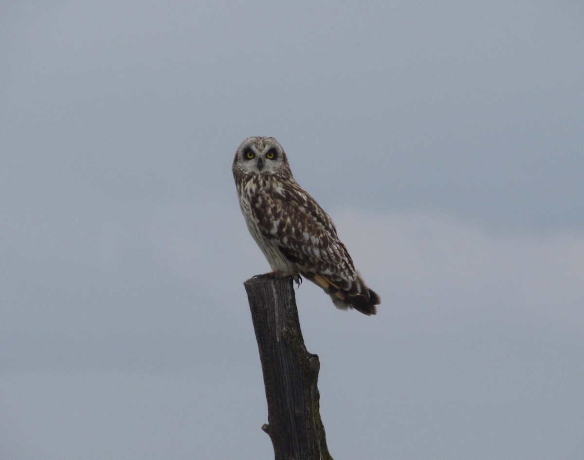 Short-eared Owl - ML160641951