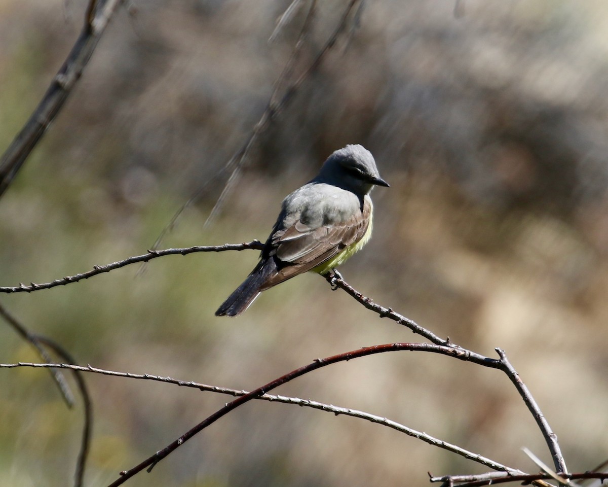 Western Kingbird - Mickey Dyke