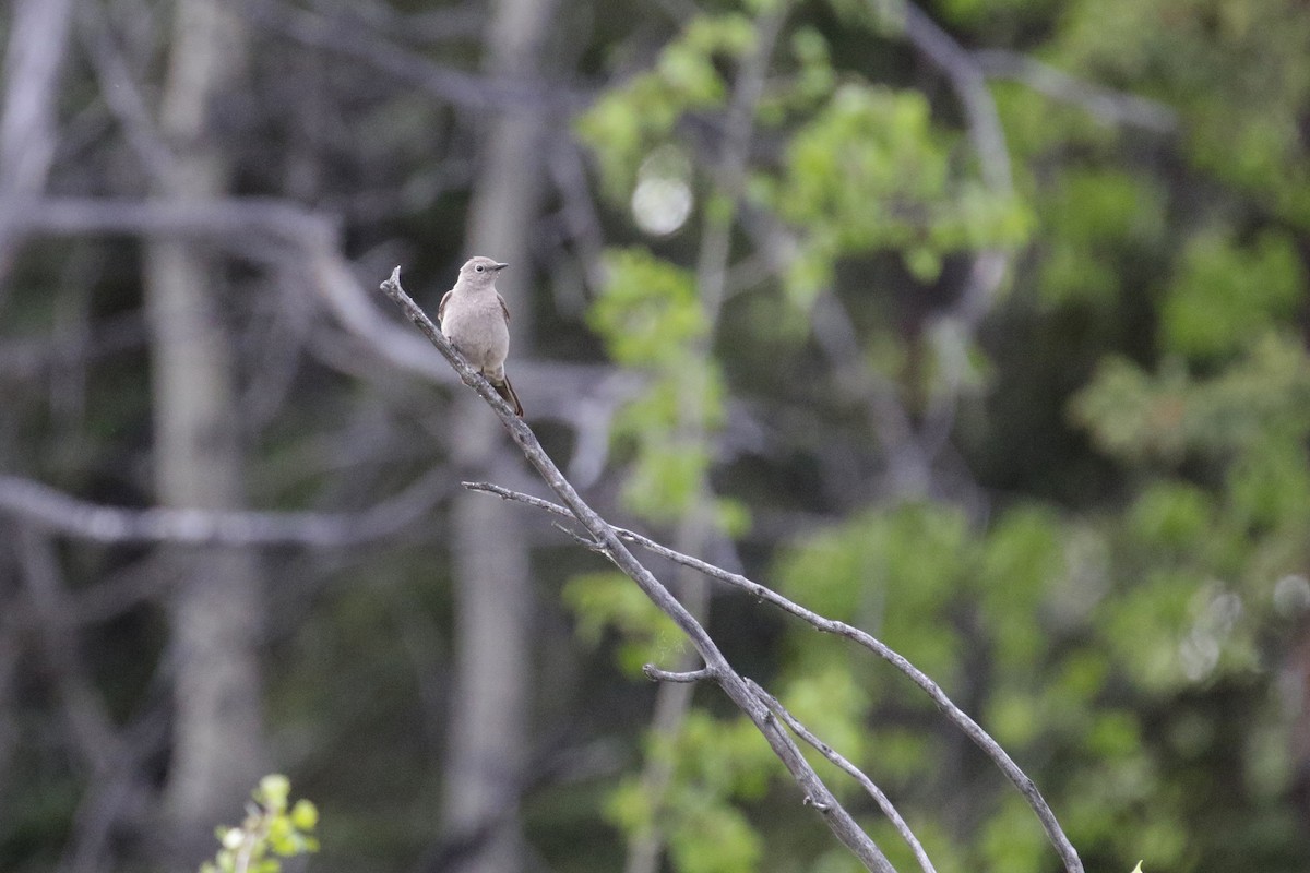 Townsend's Solitaire - Cameron Eckert