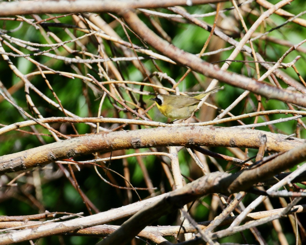 Common Yellowthroat - ML160643071