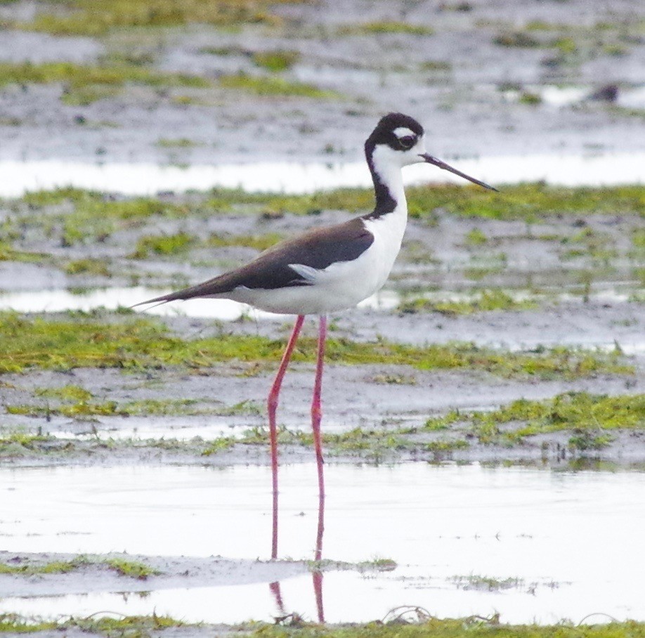 Black-necked Stilt - ML160643131