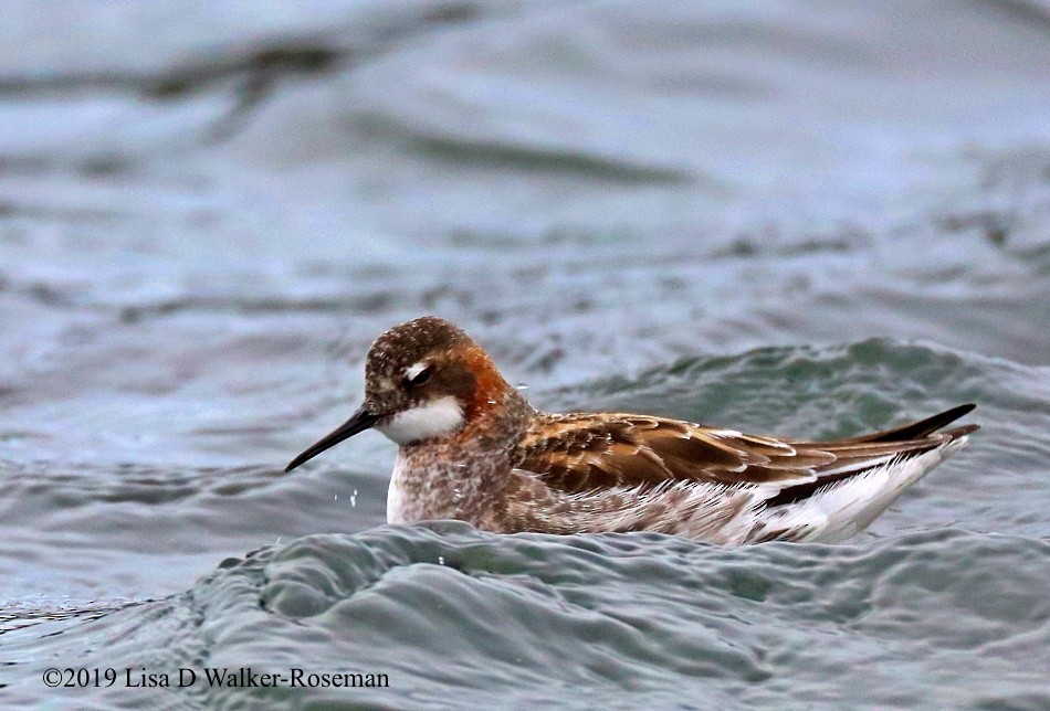 Red-necked Phalarope - Lisa Walker-Roseman