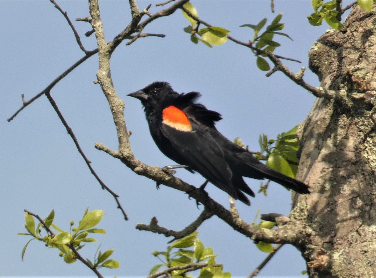Red-winged Blackbird - ML160647621
