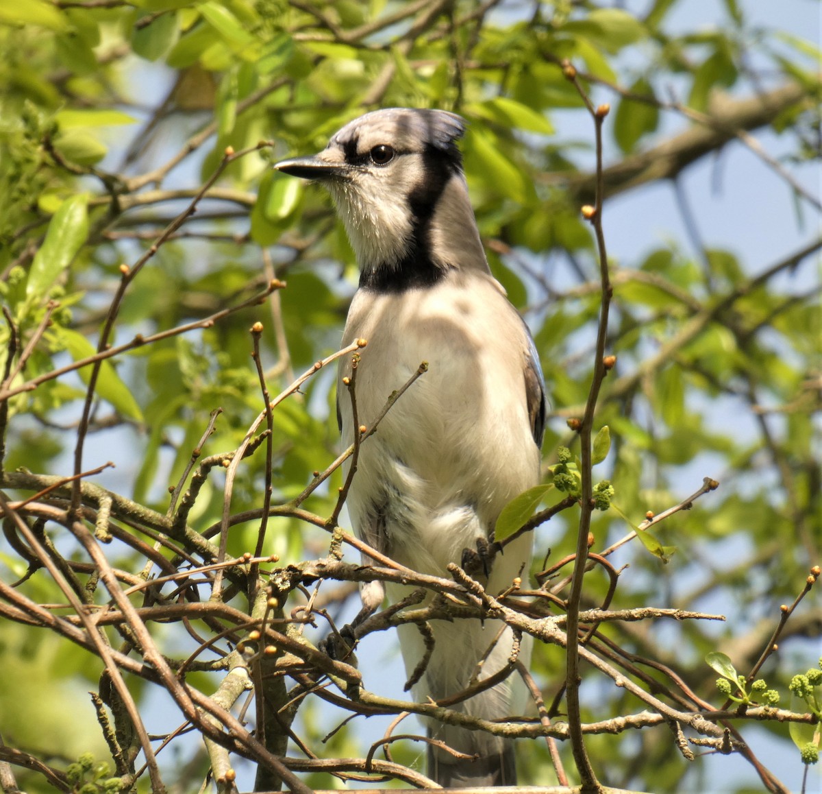 Blue Jay - ML160647721