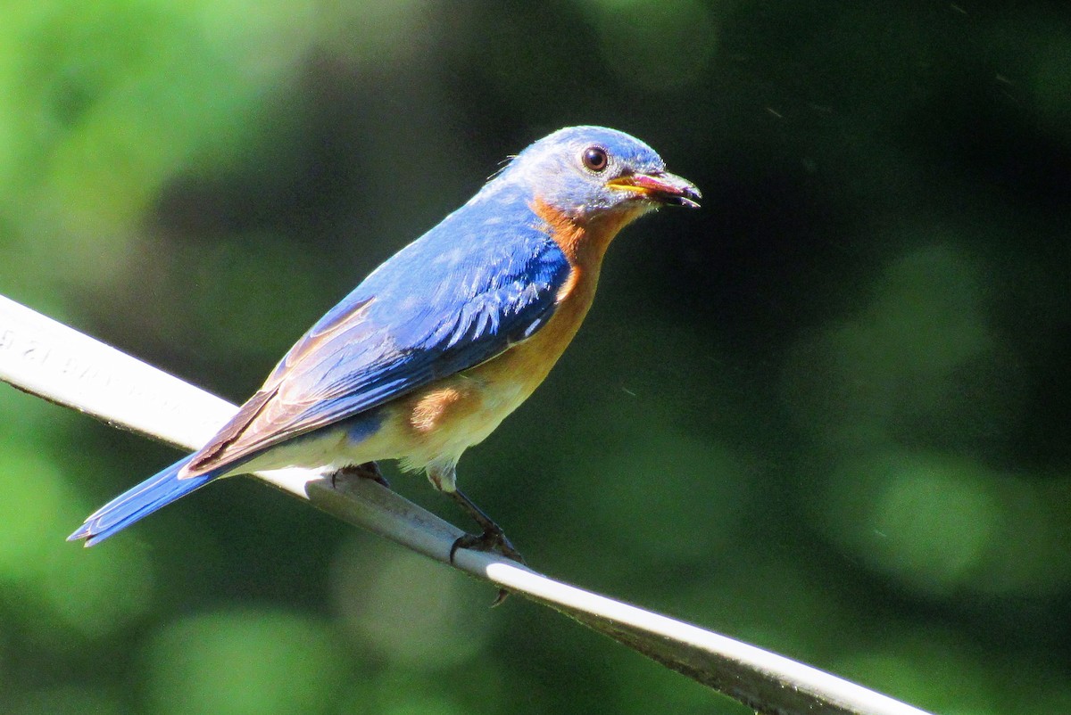 Eastern Bluebird - ML160653001