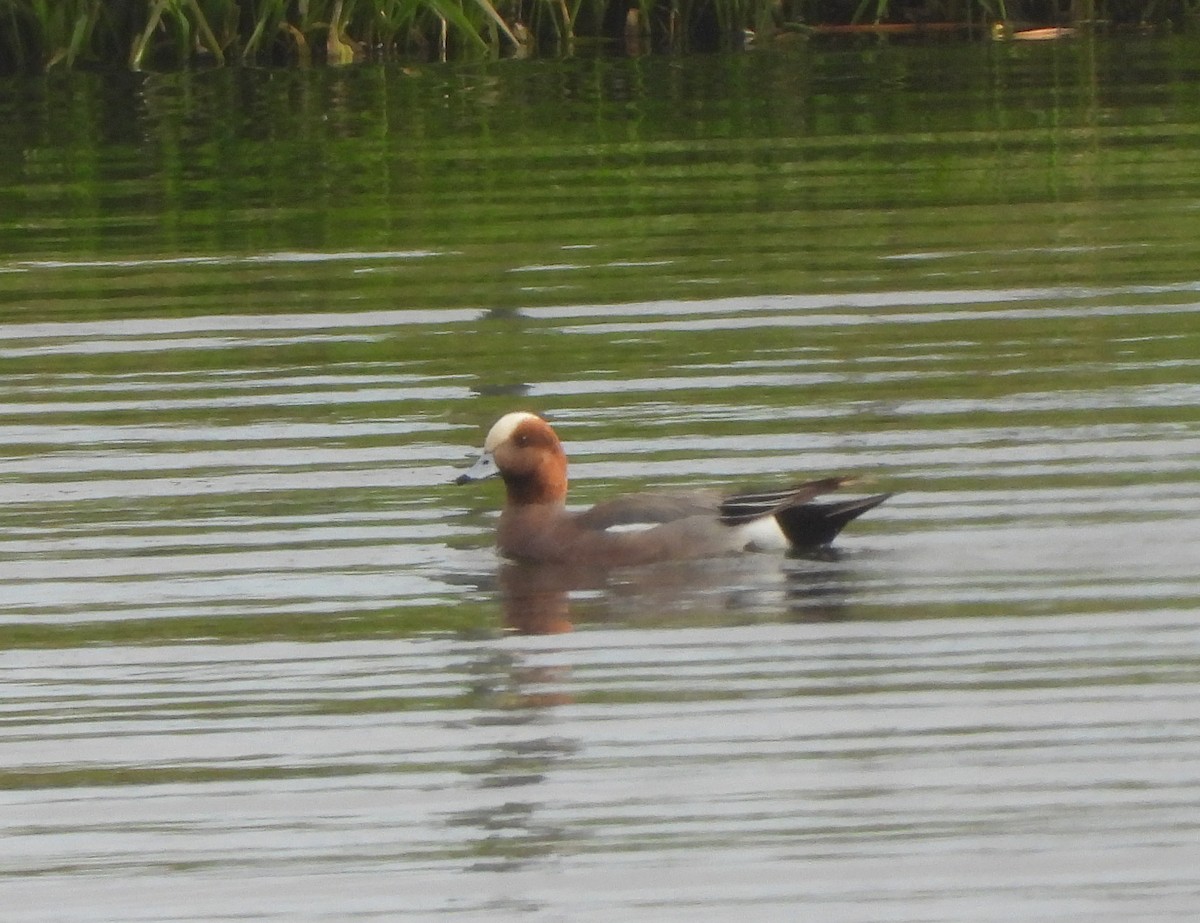 Eurasian Wigeon - ML160654541