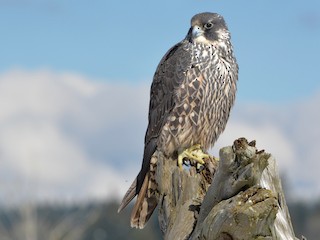 Juvenile - Peregrine Falcon