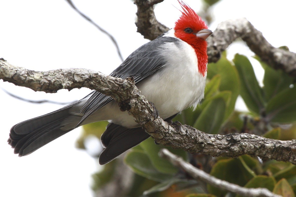 Red-crested Cardinal - ML160656371