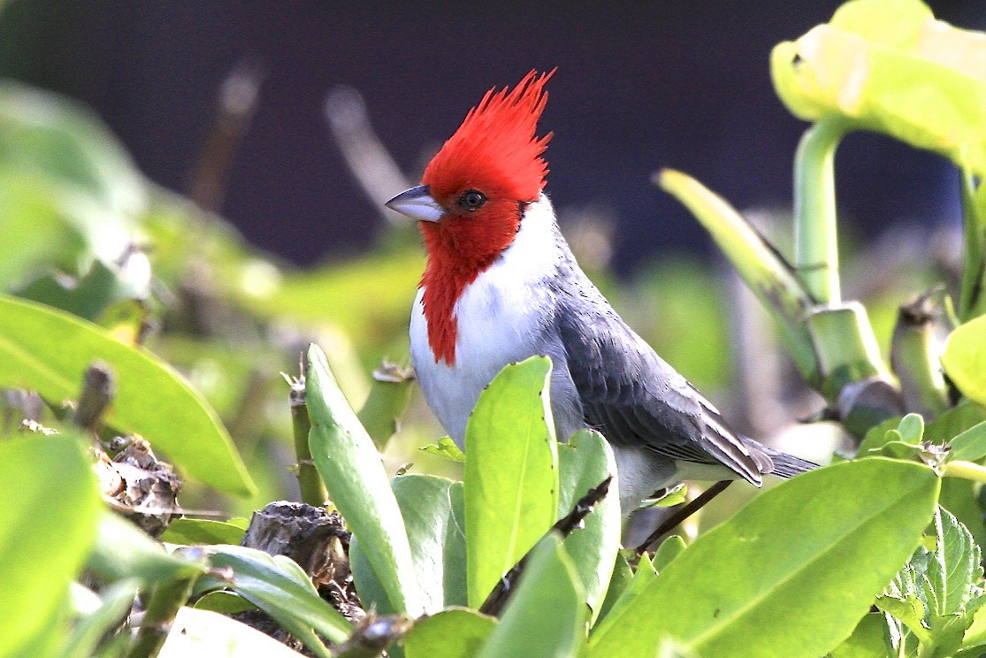 Red-crested Cardinal - ML160656381