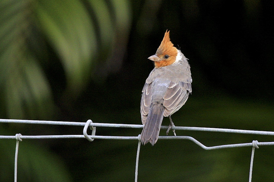 Red-crested Cardinal - ML160656391