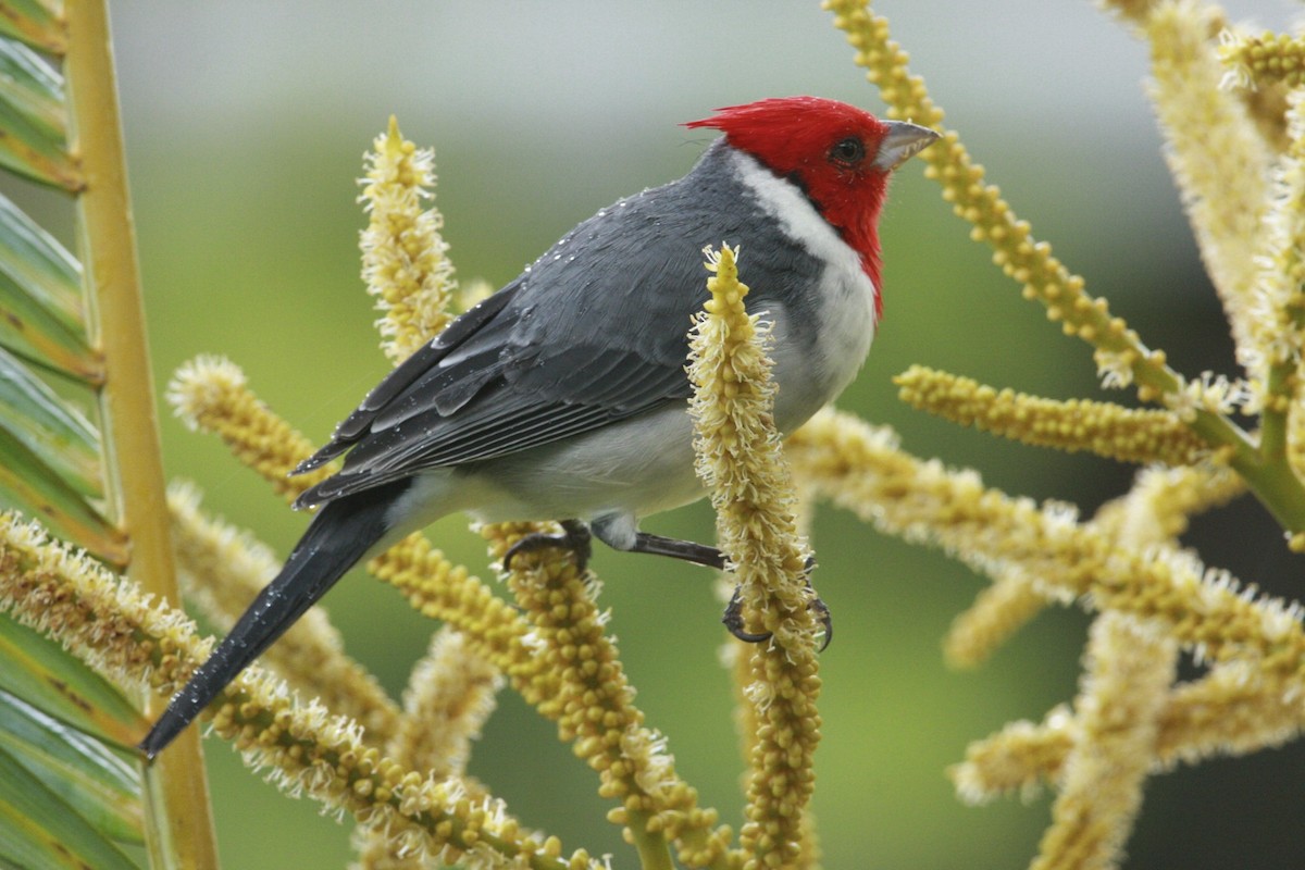 Red-crested Cardinal - ML160656441
