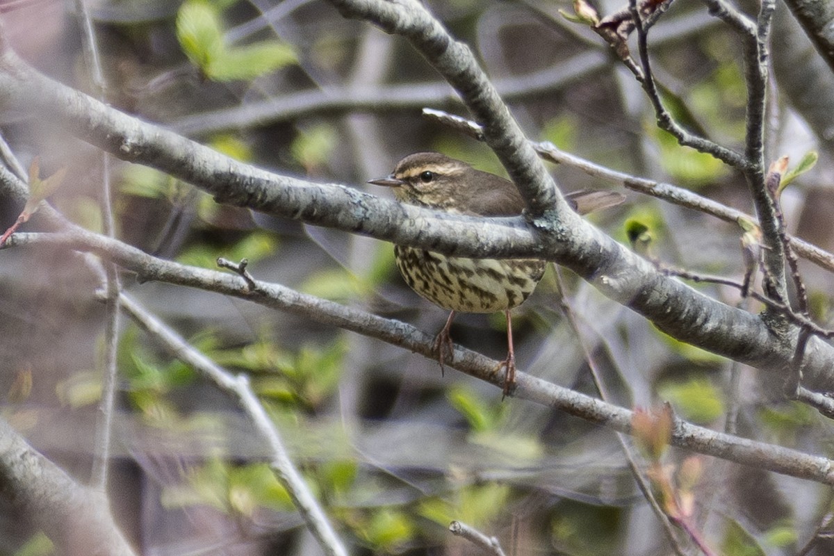 Northern Waterthrush - ML160657571