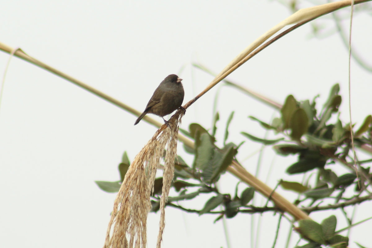 Paramo Seedeater - Christiana Fattorelli