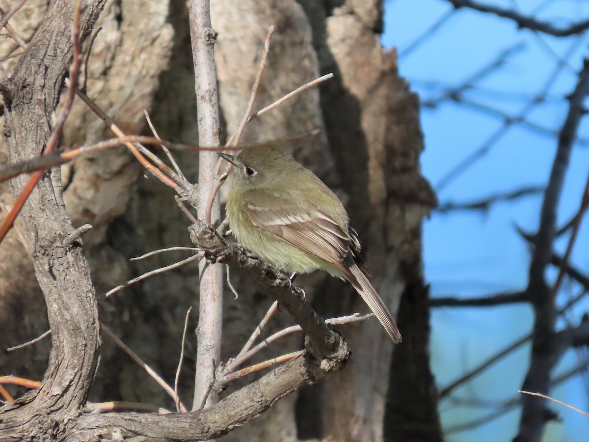 Western Flycatcher (Cordilleran) - ML160658321