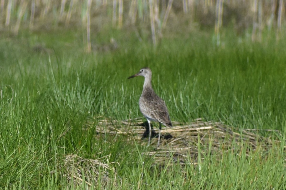 Willet - ML160658511