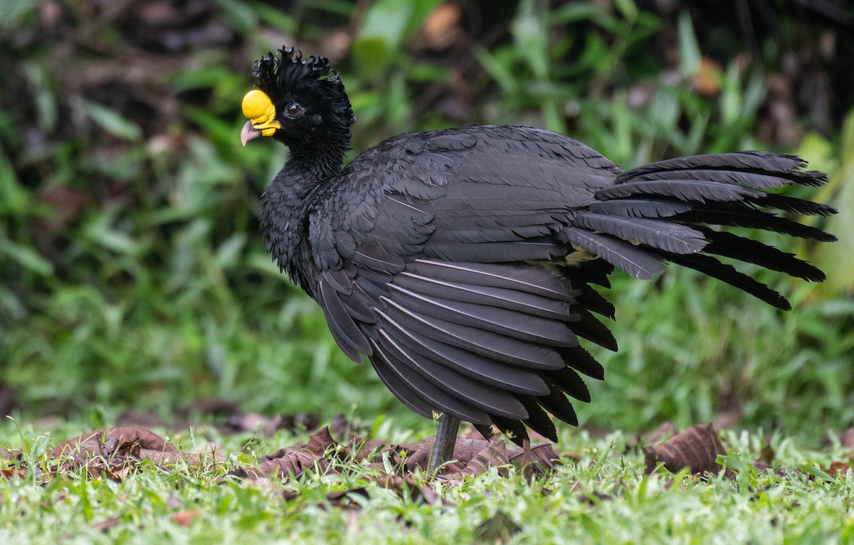 Great Curassow - Ryan Andrews