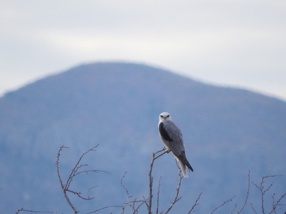 White-tailed Kite - ML160661301