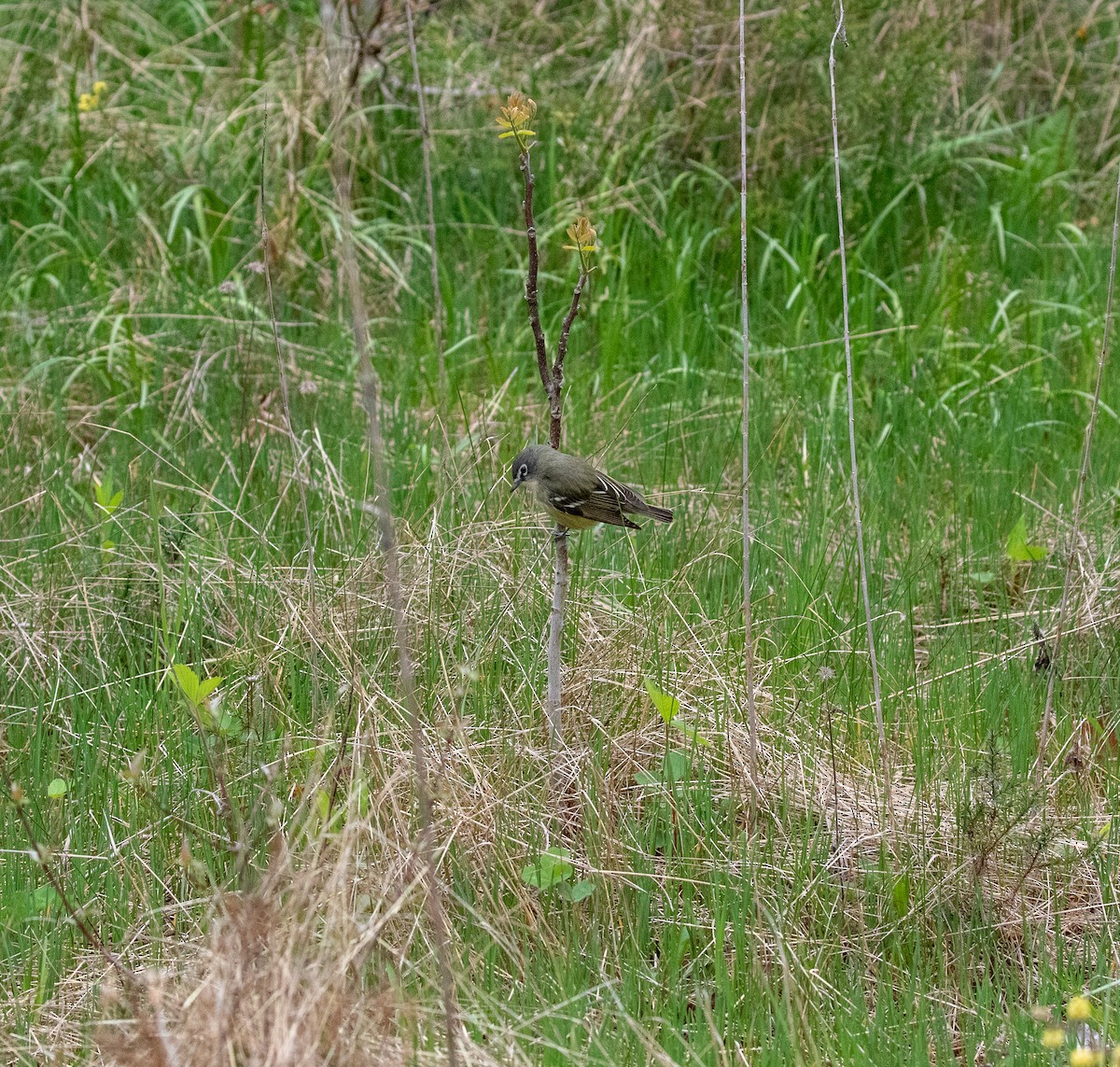 Vireo Solitario - ML160661641