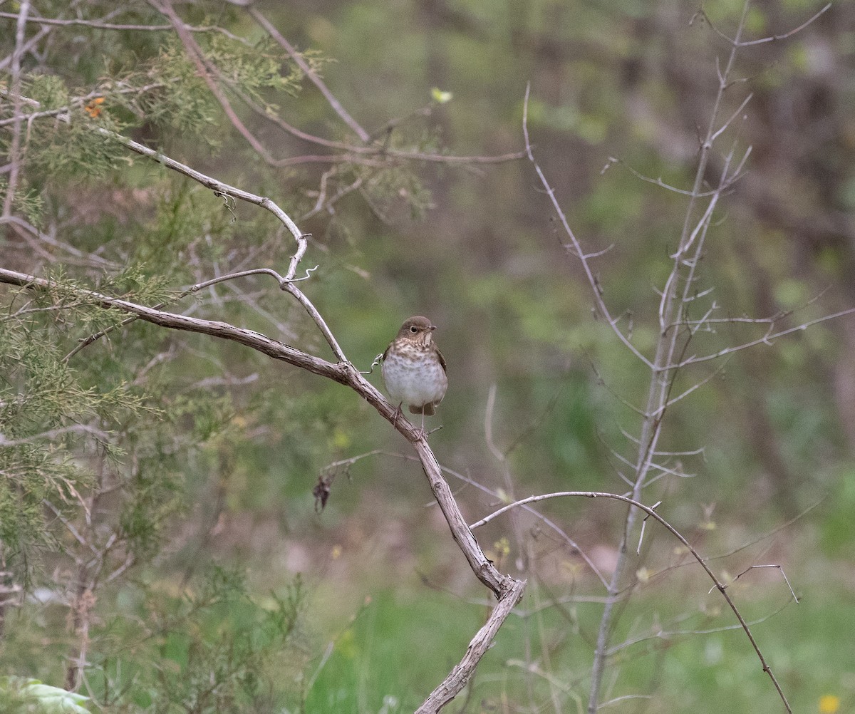 Swainson's Thrush - ML160662161