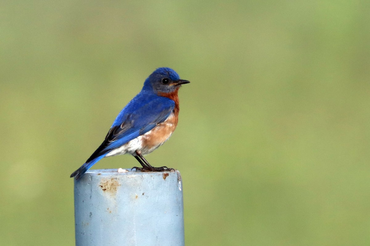 Eastern Bluebird - ML160662951