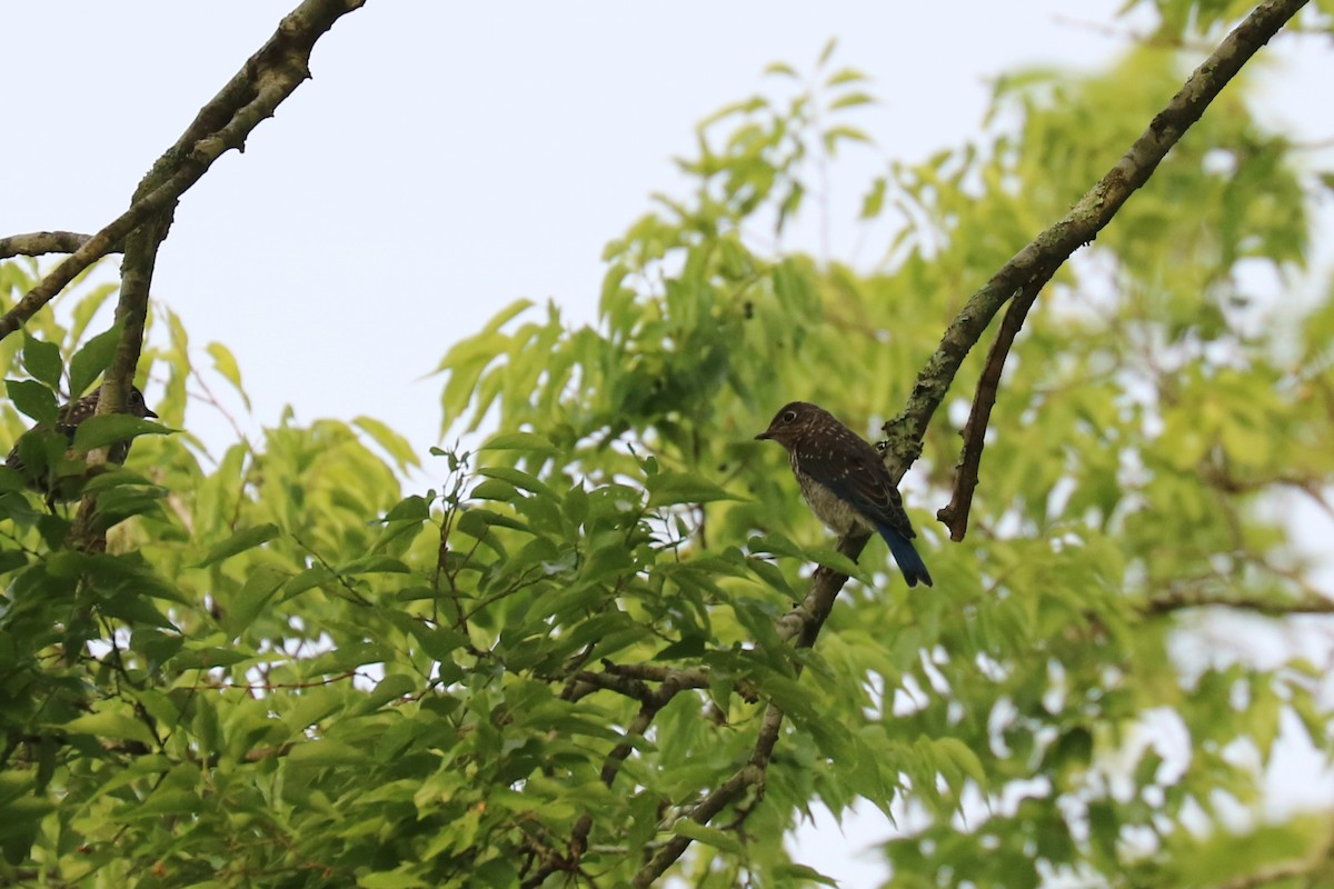 Eastern Bluebird - ML160662961