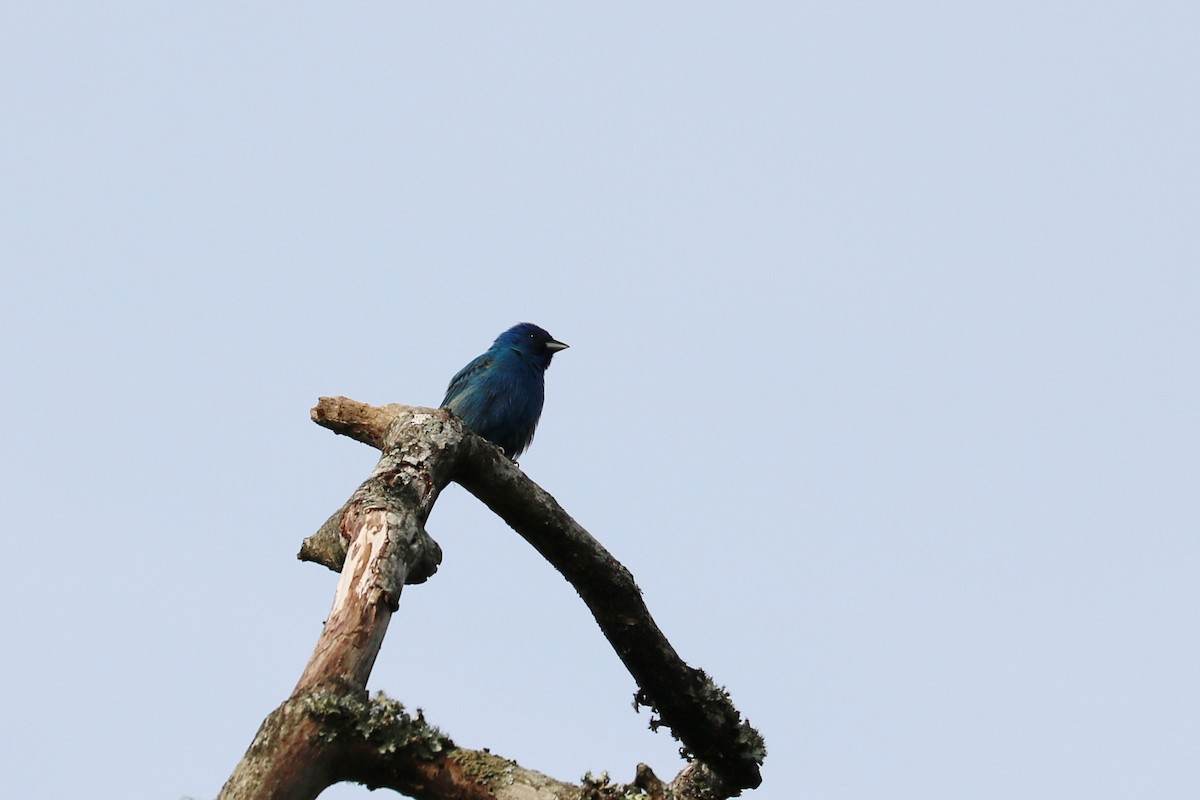 Indigo Bunting - ML160663261