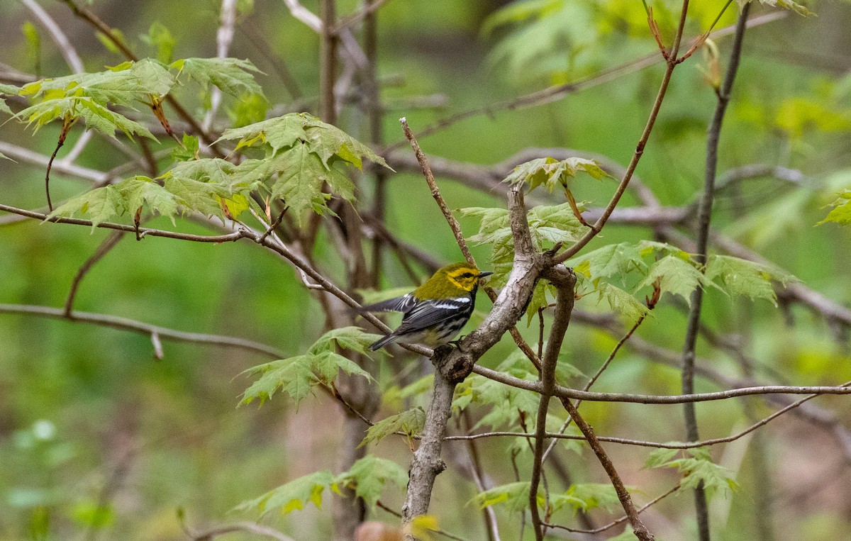 Black-throated Green Warbler - ML160663301