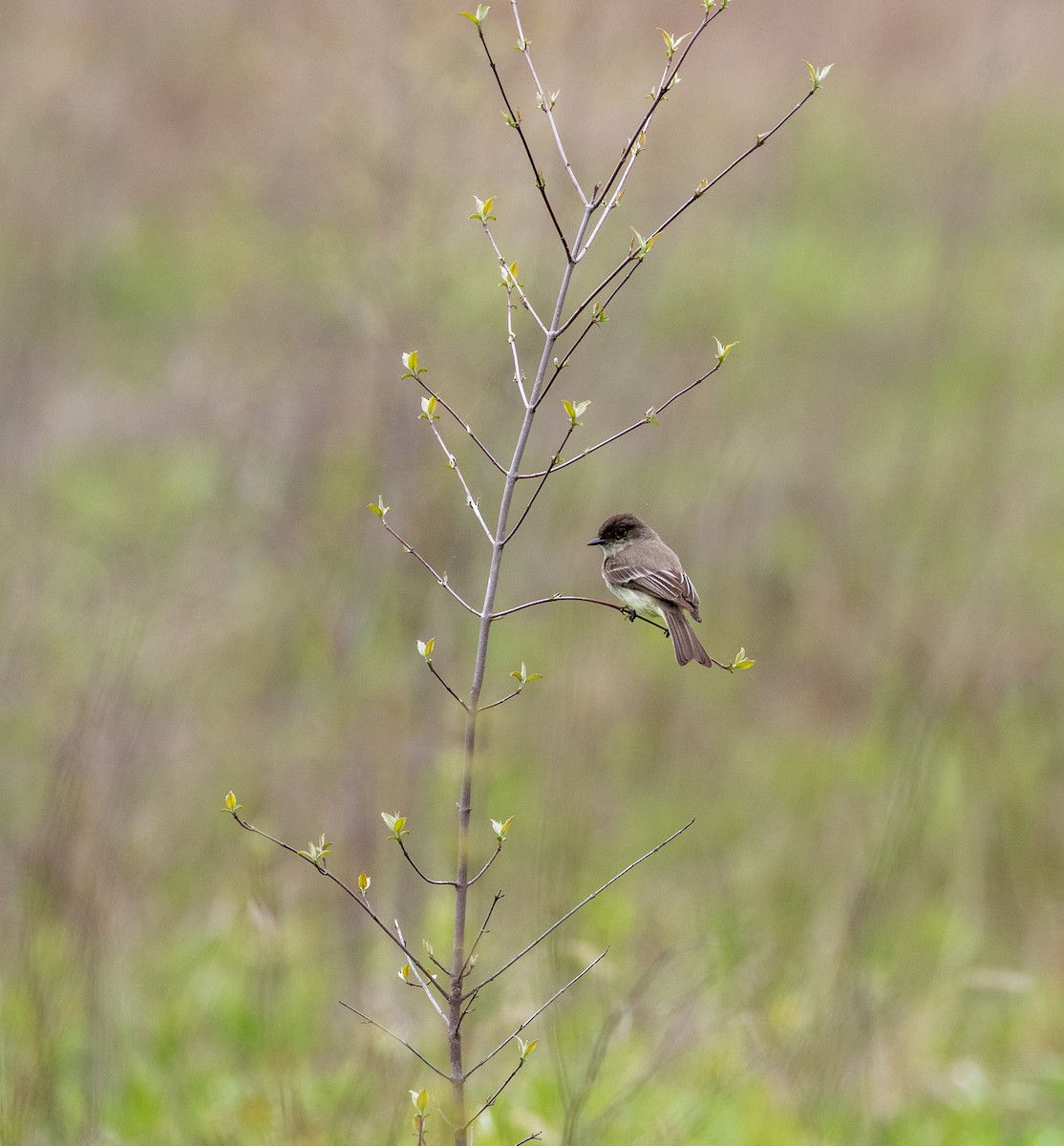 Eastern Phoebe - ML160665081