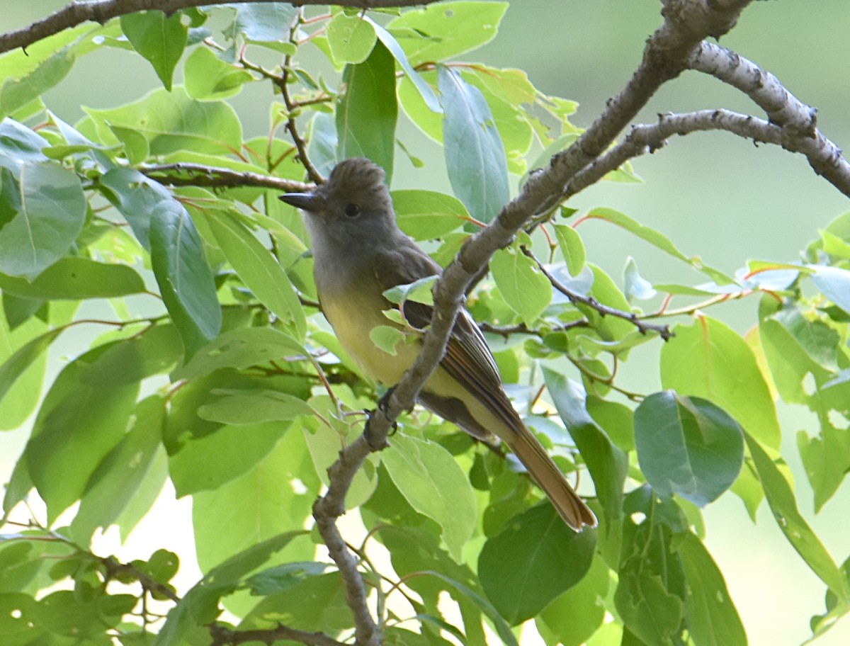 Great Crested Flycatcher - ML160667061