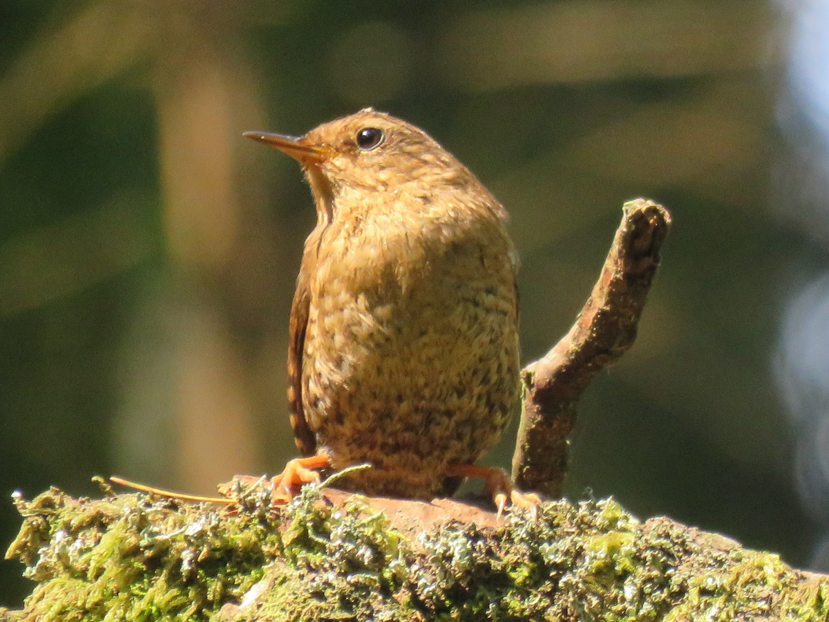 Pacific Wren - Neil MacLeod