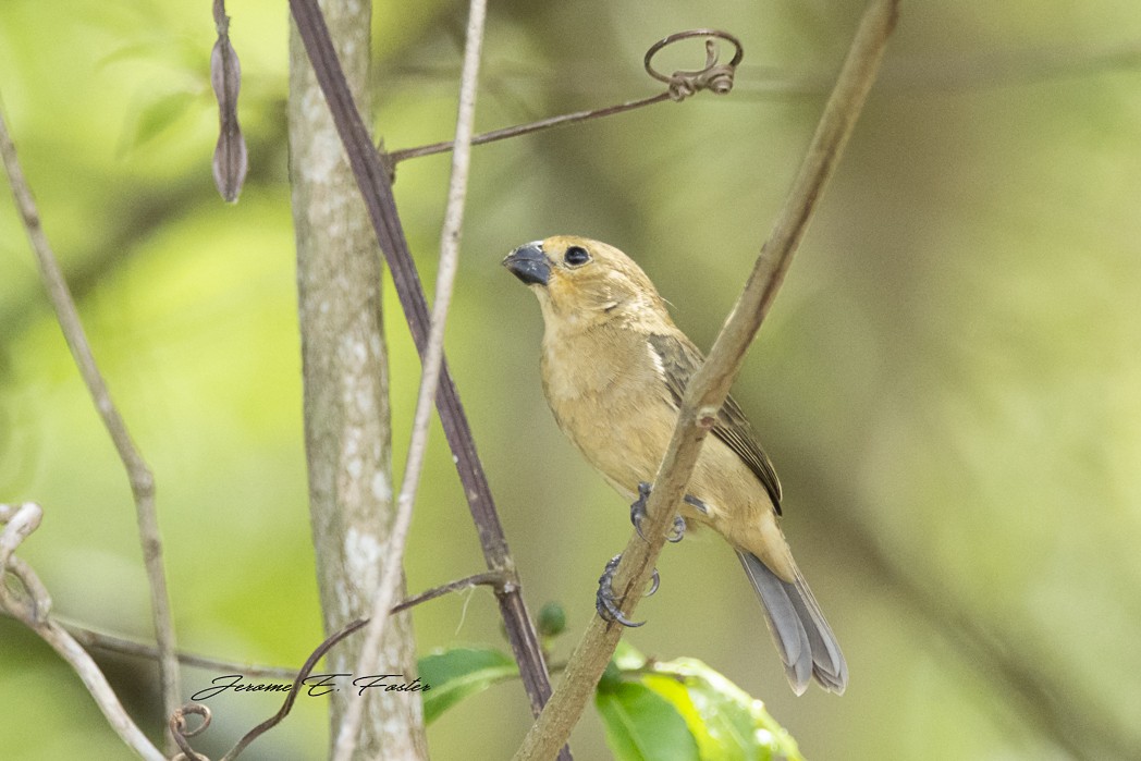 Gray Seedeater - ML160667851