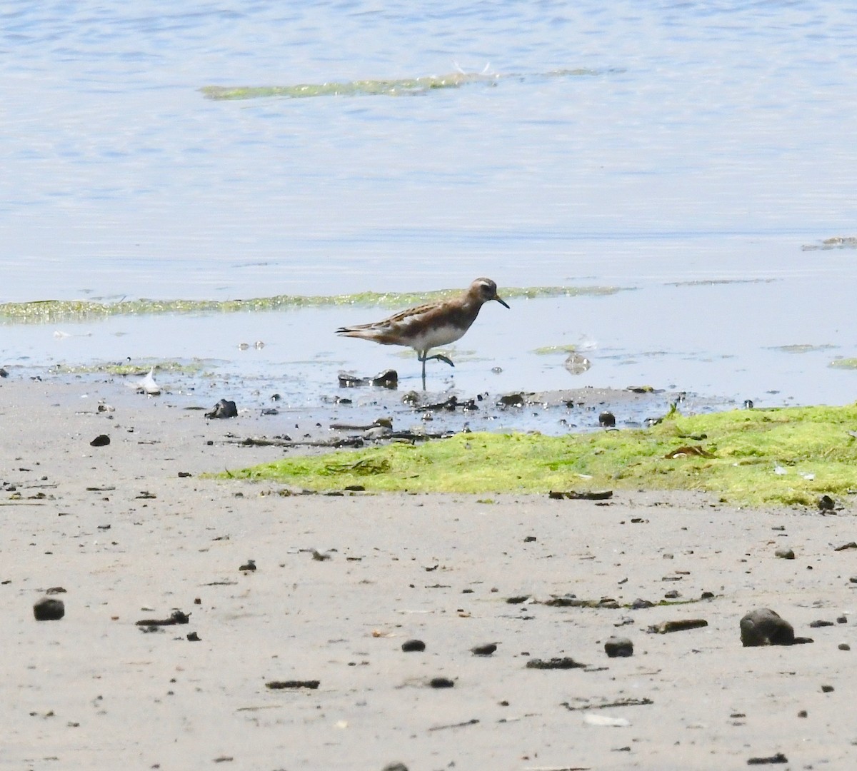 Red Phalarope - ML160668621