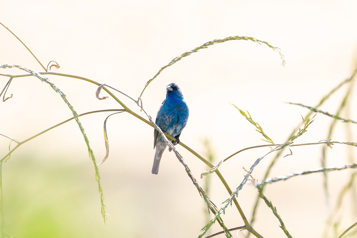 Indigo Bunting - Jeff Bray