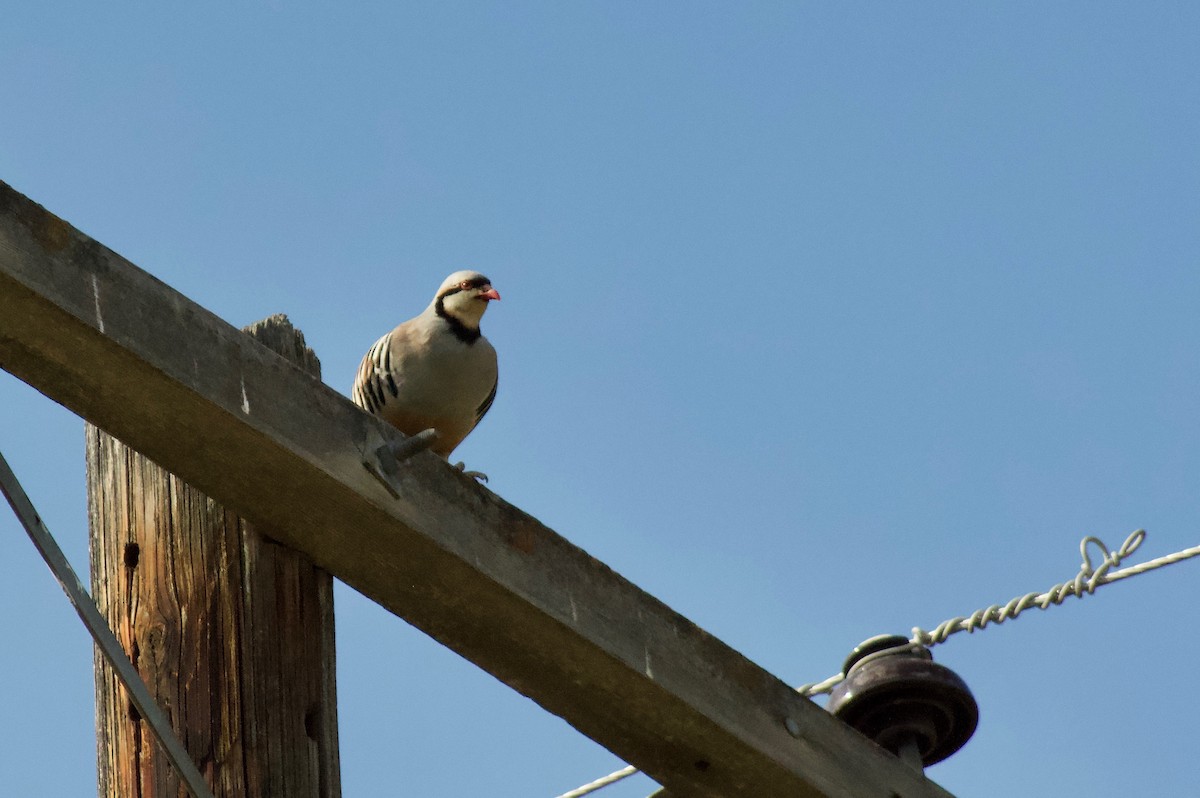 Chukar - ML160669741