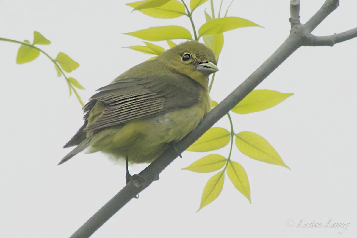 Scarlet Tanager - ML160671171