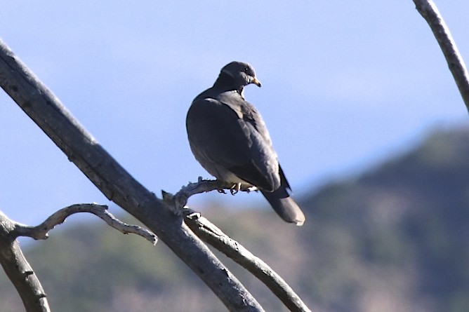 Band-tailed Pigeon - robert bowker